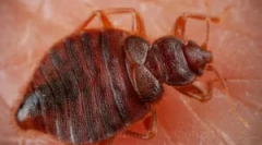 Kako otkriti krevet bugs u apartmanu?